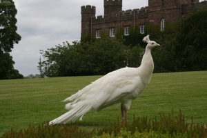 Scone Palace med albino påfågel.