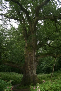 Birnam Oak - sägs vara omnämnd av Shakespeare i Macbeth.